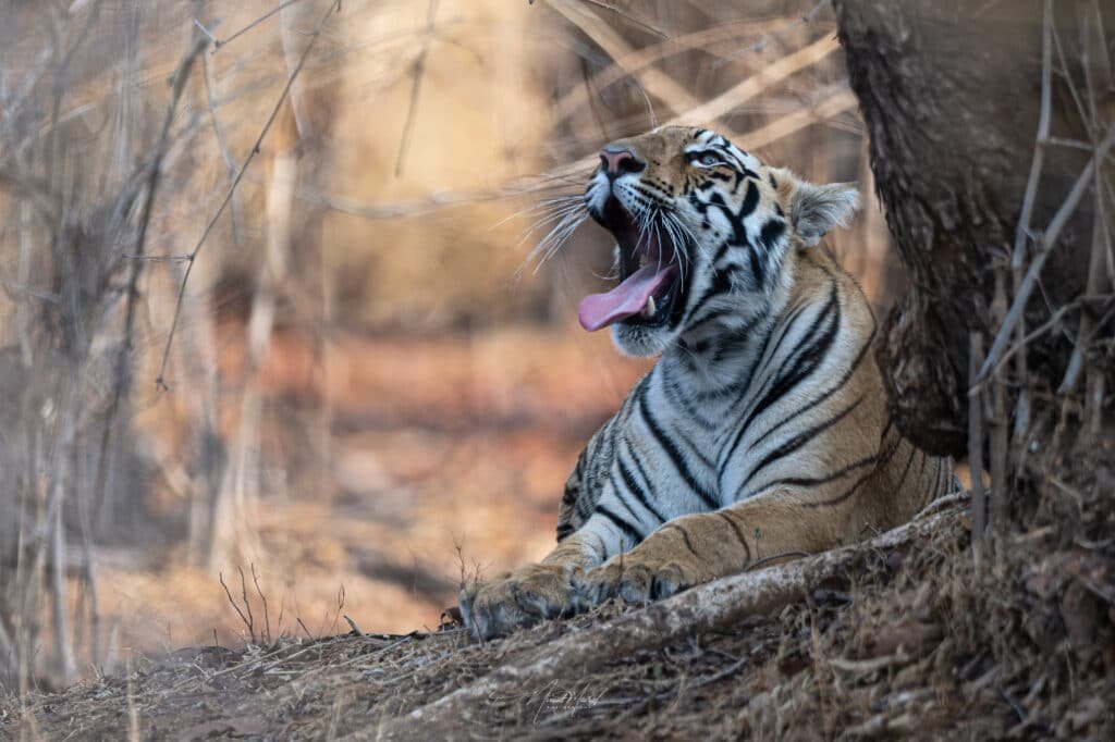 Tiger Yawn