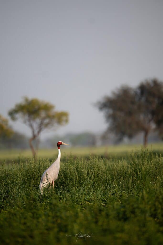 Sarus Crane