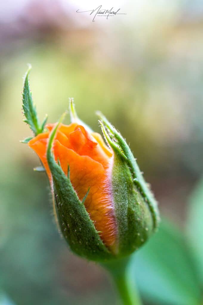 Rose Bud