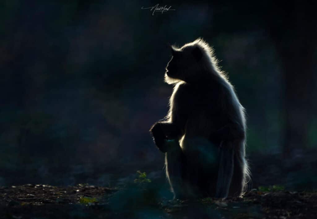 Langur with rim light