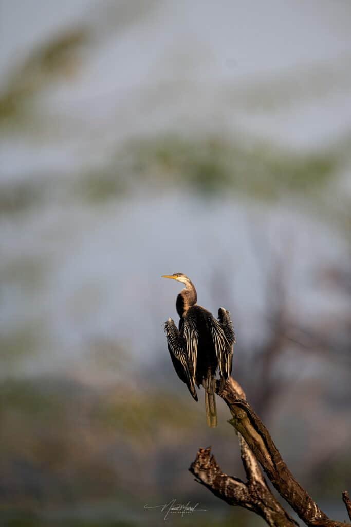 Darter on a perch