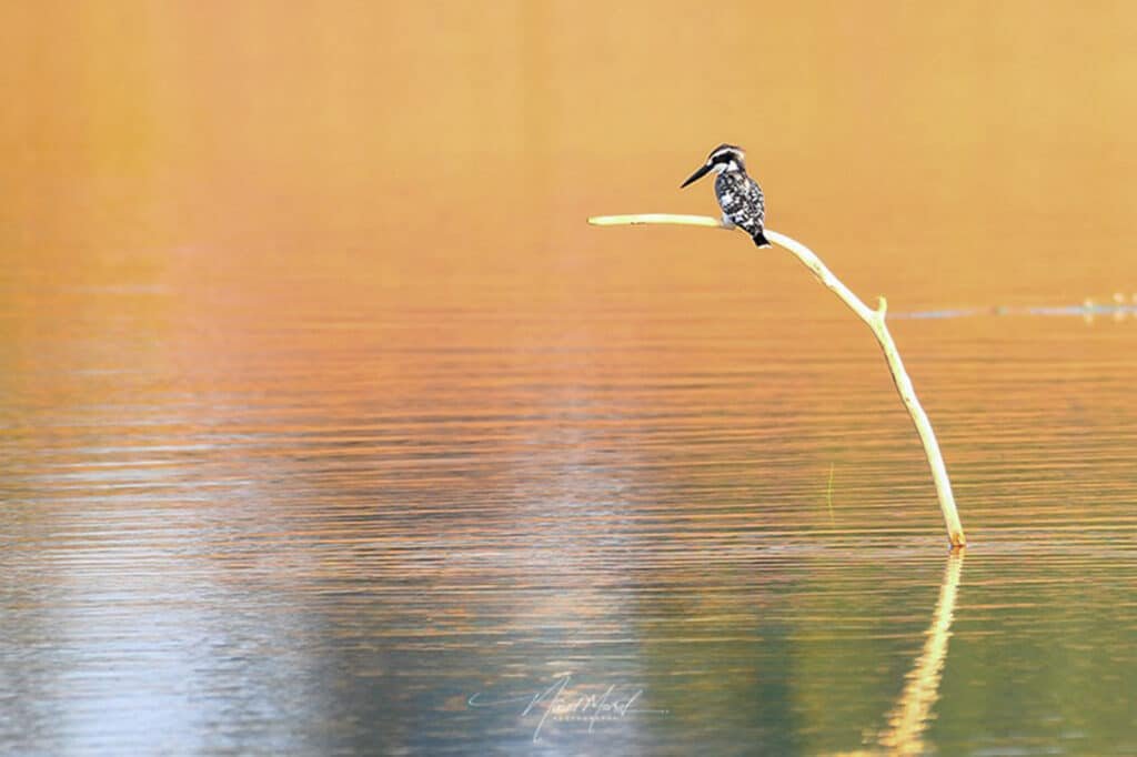 Pied Kingfisher