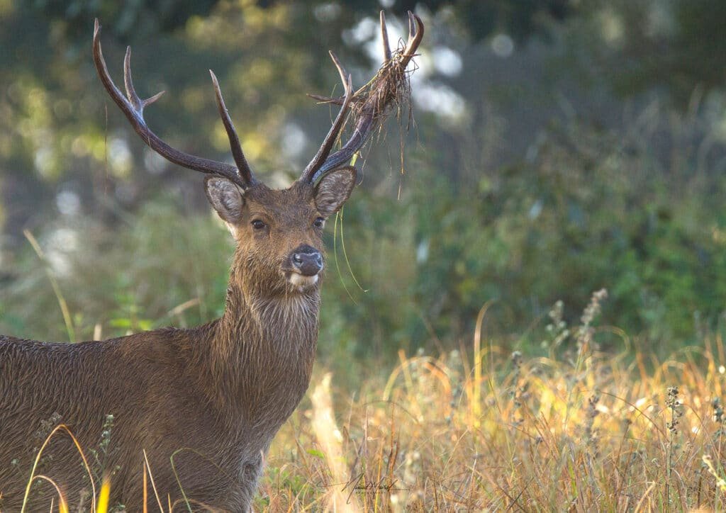 Barasingha - swamp deer