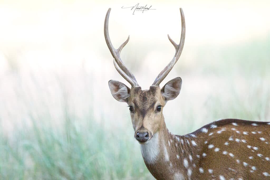 Stag Portrait
