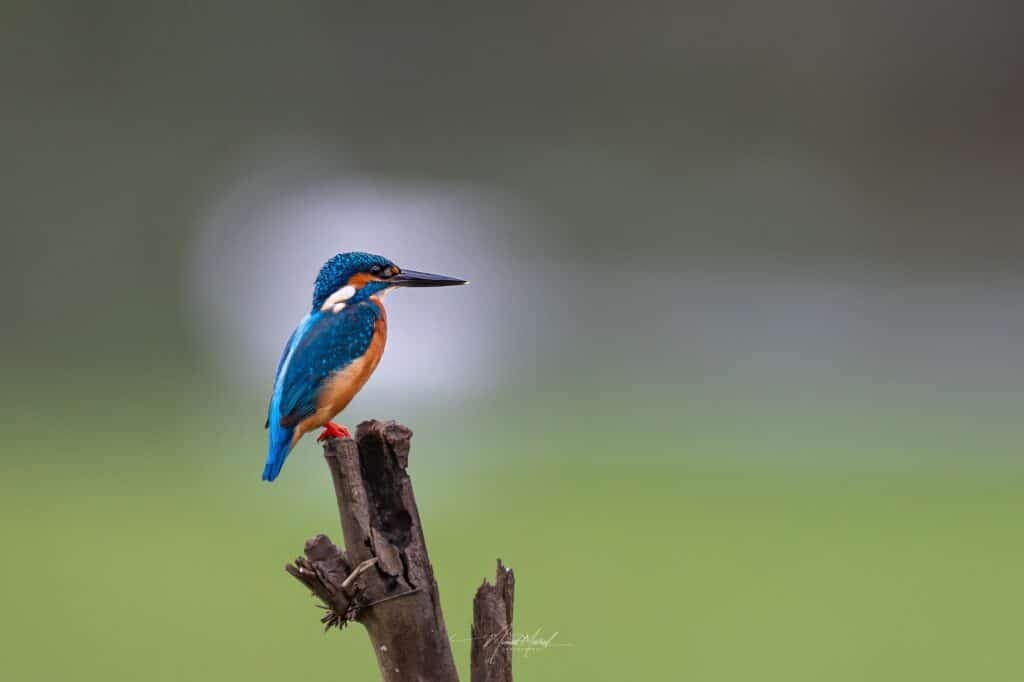 Common Kingfisher on a perch