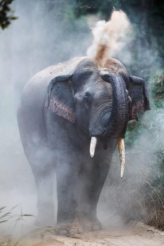 Elephant mud bath