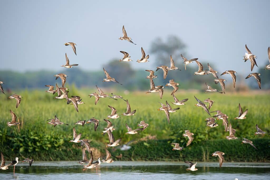 Flock of birds in flight