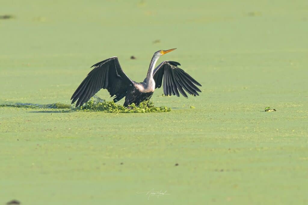 Darter landing in water