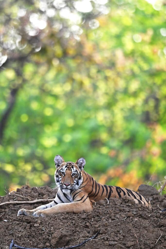 Tigress on a Hillock
