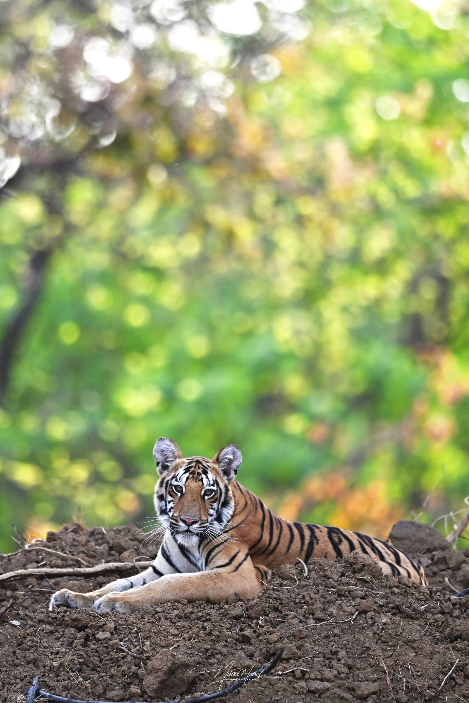 Tigress on a Hillock